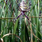 Unbekannte Spinne