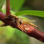 Unbekannte Spinne