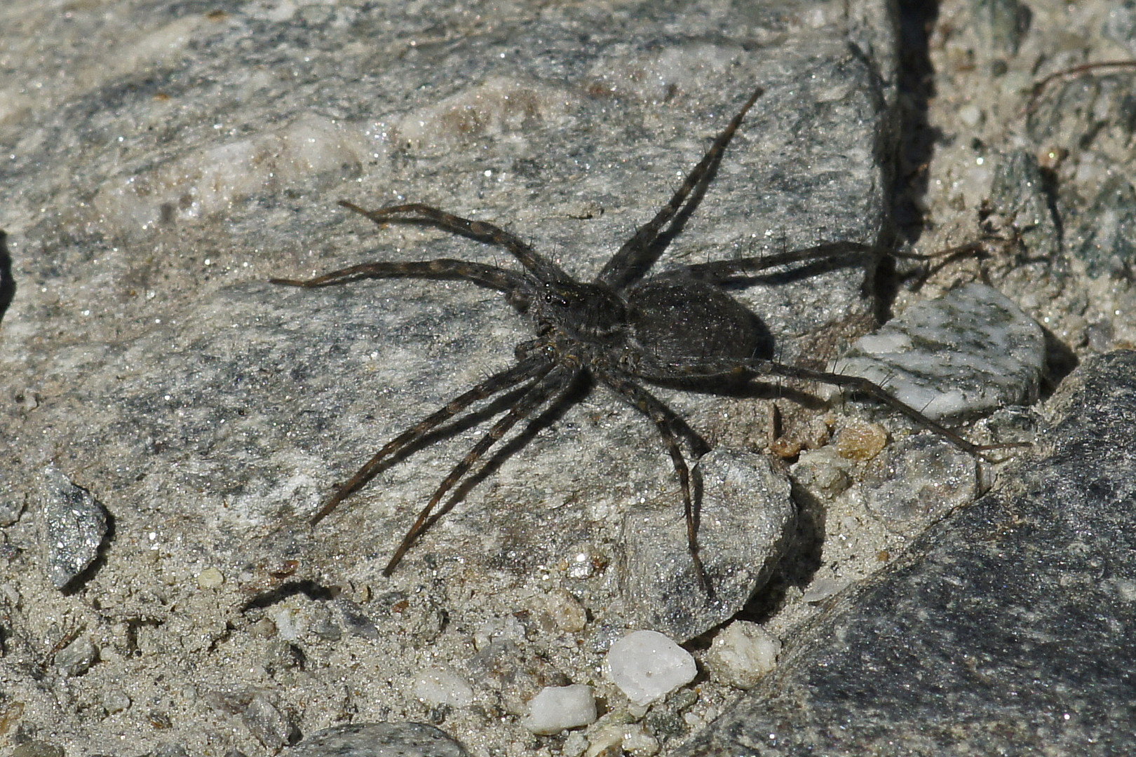 Unbekannte Spinne