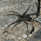 Unbekannte Spinne