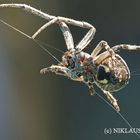 unbekannte Spinne