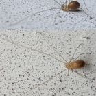 Unbekannte Spinne auf dem Garagentor