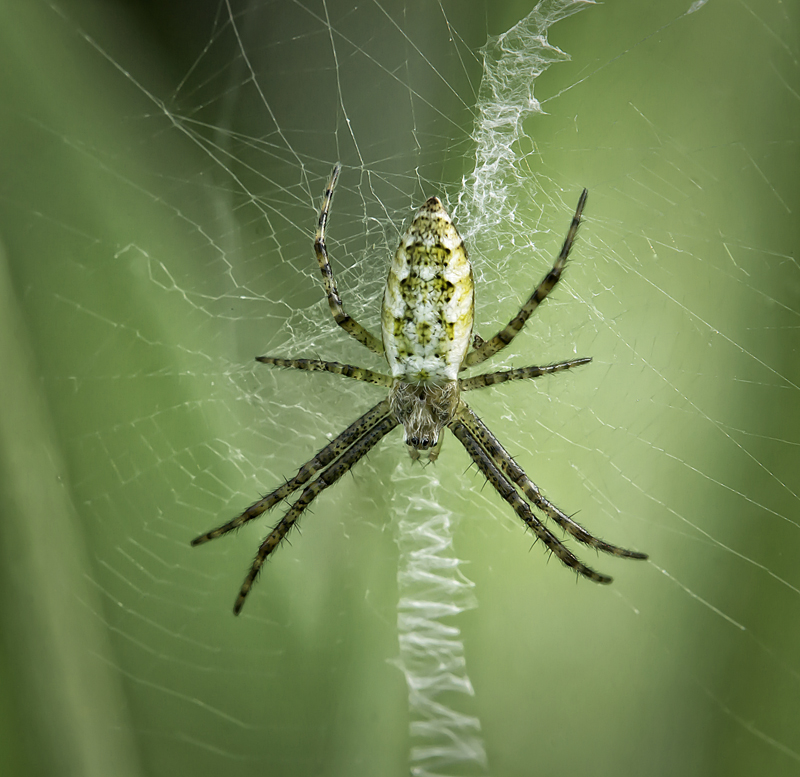 Unbekannte Spinne