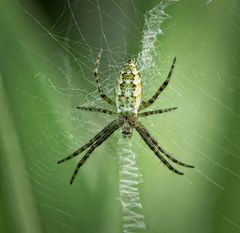 Unbekannte Spinne