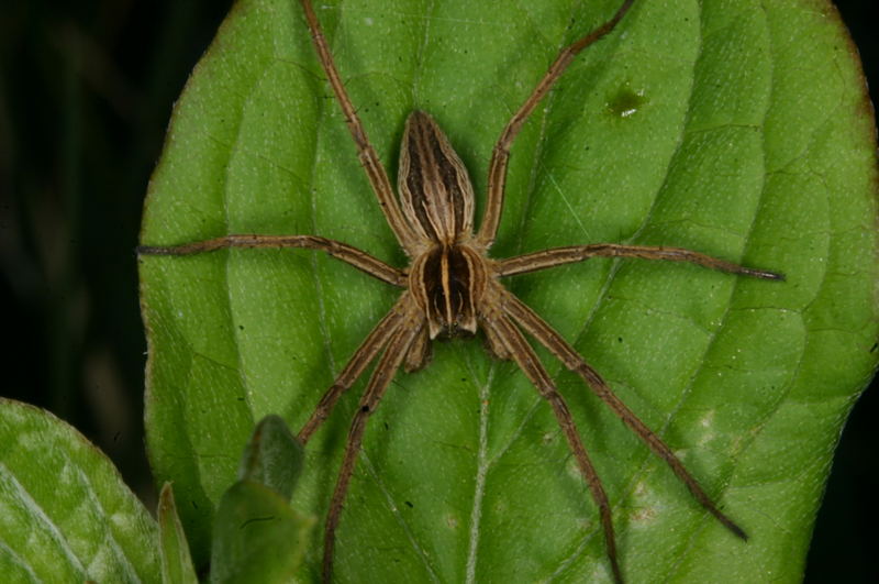 Unbekannte Spinne