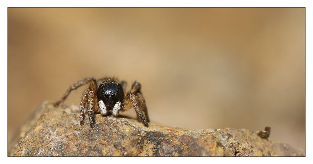 Unbekannte Spinne