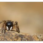 Unbekannte Spinne