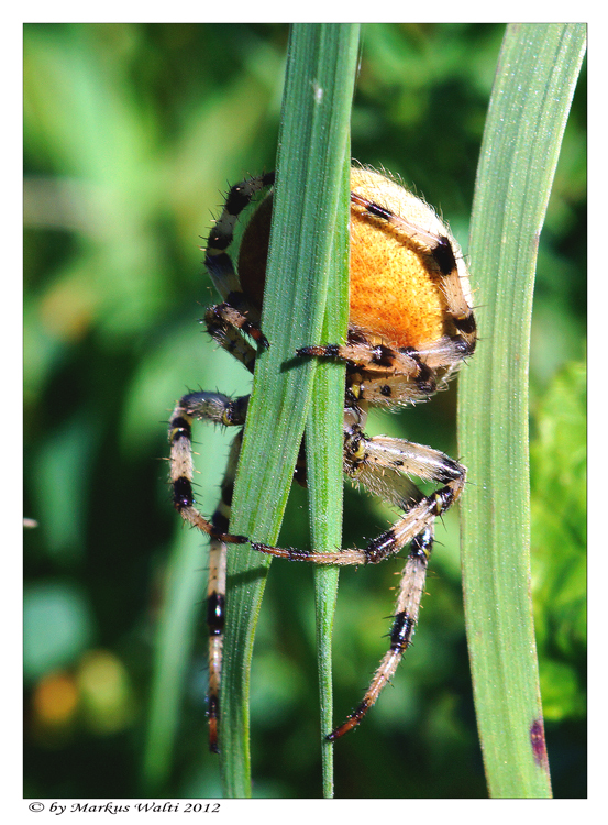 Unbekannte Spinne II