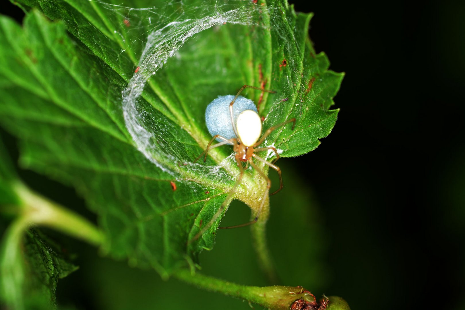 Unbekannte Spinne mit riesigem Kokon im "Wohnsack"