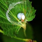 Unbekannte Spinne mit riesigem Kokon im "Wohnsack"