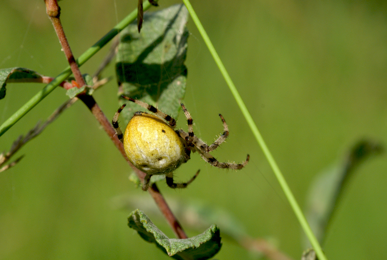 ... unbekannte Spinne von oben