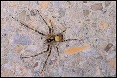 Unbekannte Spinne von oben