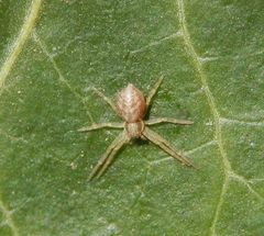 Unbekannte Spinne - Winzige Laufspinne (???) auf Efeu