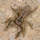 Unbekannte Springspinne