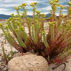 Unbekannte Strandpflanze auf Mallorca im Juli