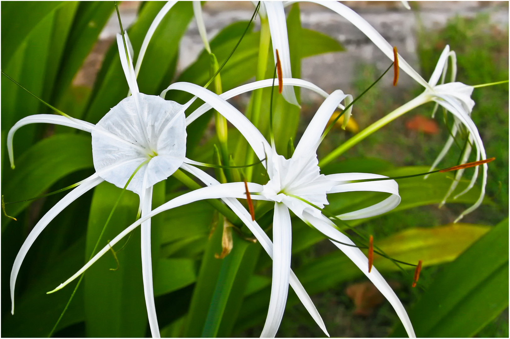 UNBEKANNTE TROPENBLÜTE