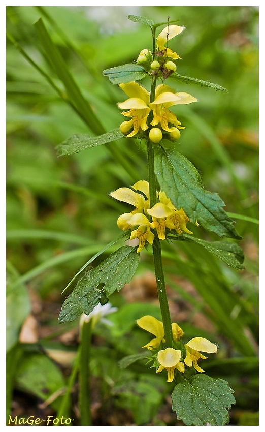 Unbekannte Waldblüte!