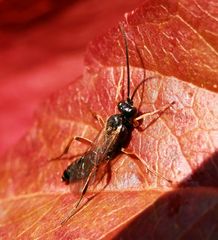 Unbekannte Wespe auf Wildem Wein