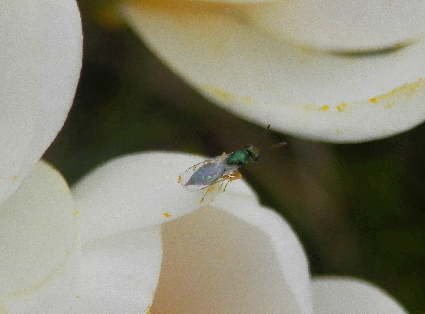 Unbekannte Wespe - ca. 2-3 mm groß - Erzwespe???