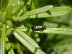 Unbekannte Wespe - im Mai in unserem Garten