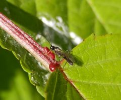 Unbekannte Wespe - im Mai in unserem Garten