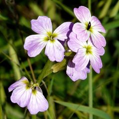 unbekannte Wiesenblümchen