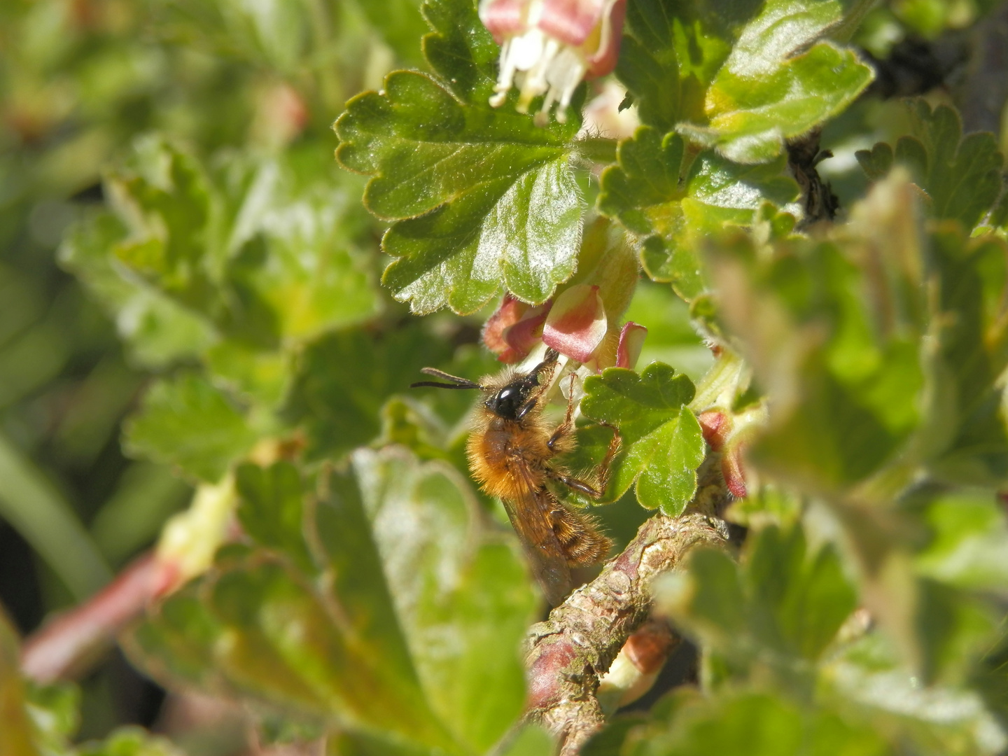 Unbekannte Wildbiene auf Stachelbeerblüte