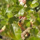 Unbekannte Wildbiene auf Stachelbeerblüte