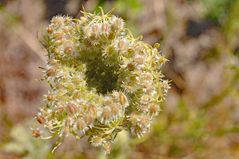 Unbekannte Wildblume