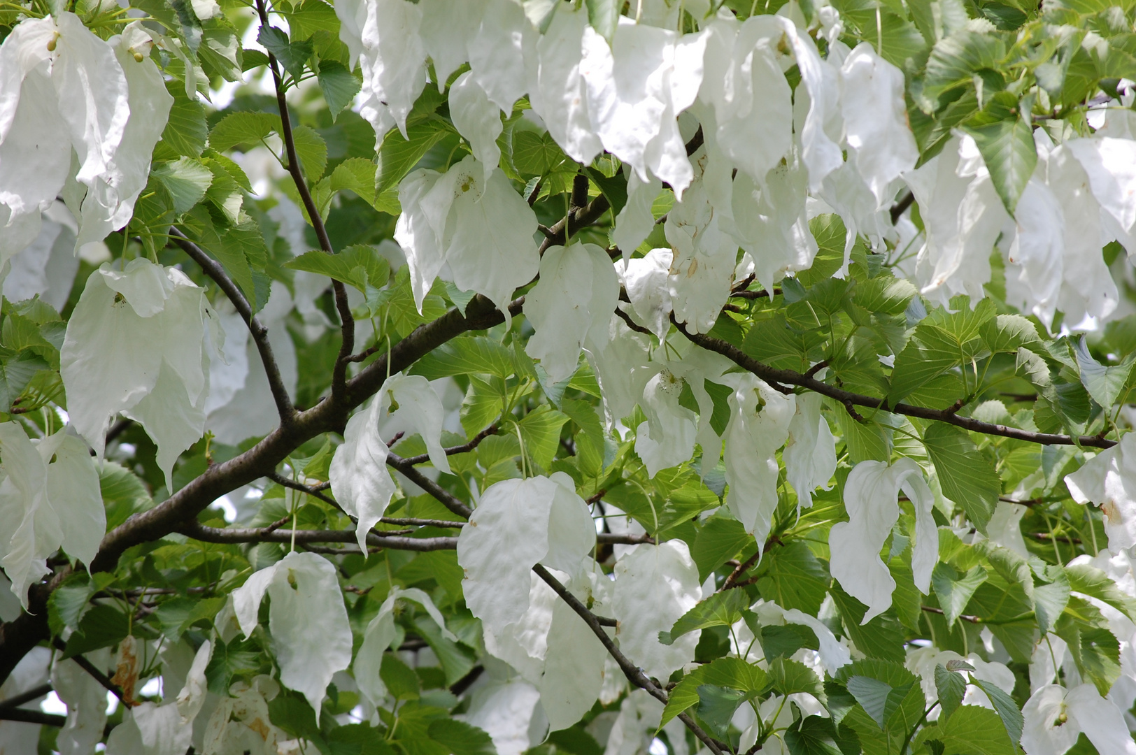 unbekannter Baum???