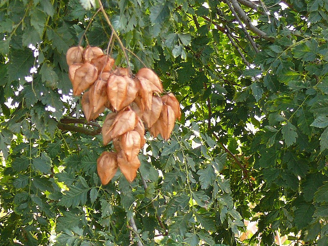 unbekannter Baum