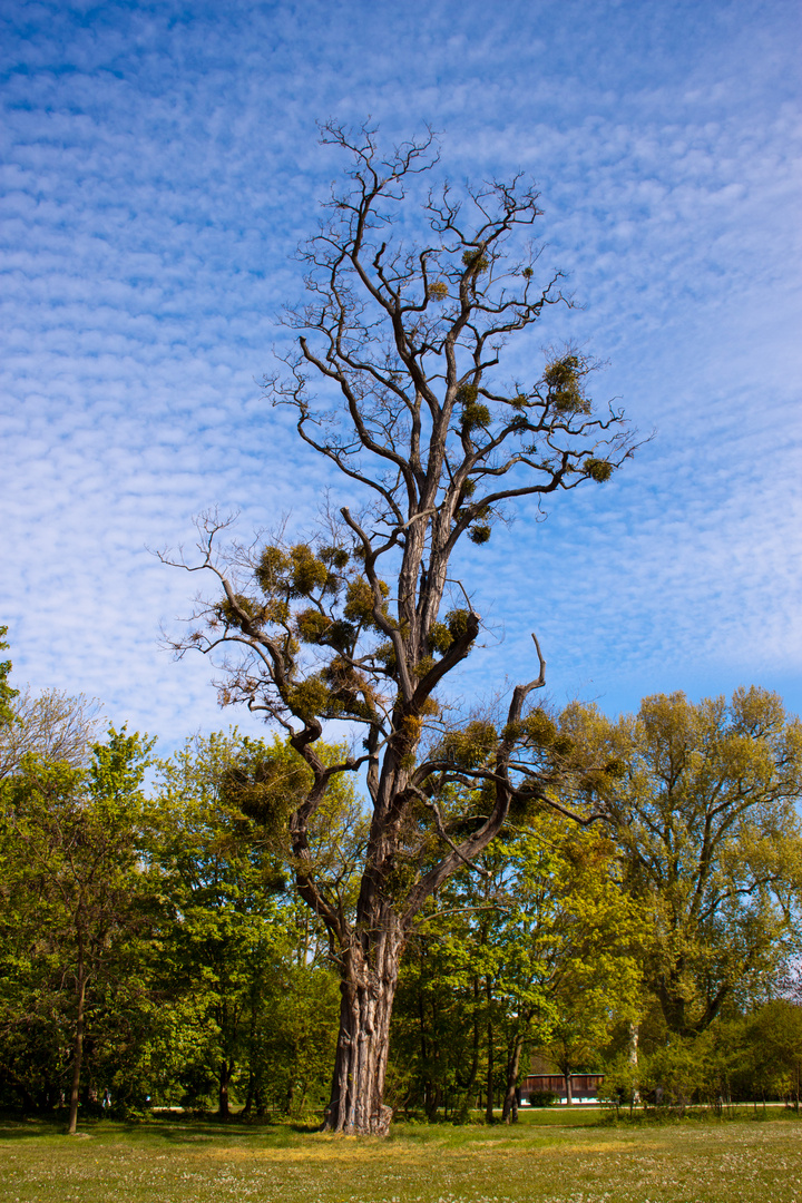 Unbekannter Baum im Schlosspark Biebrich