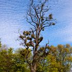 Unbekannter Baum im Schlosspark Biebrich