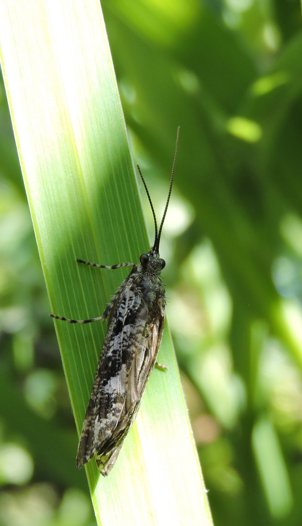 Unbekannter Besuch am Gartenteich