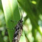 Unbekannter Besuch am Gartenteich