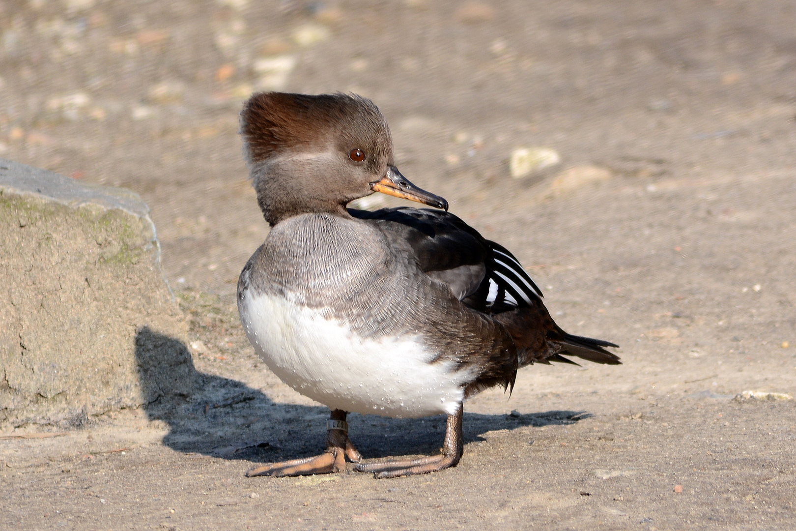 Unbekannter Entenvogel