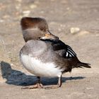 Unbekannter Entenvogel