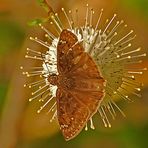 Unbekannter Falter auf Knopfblume