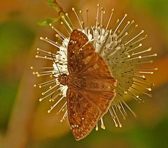 Unbekannter Falter auf Knopfblume