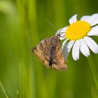 unbekannter Falter auf Margarite