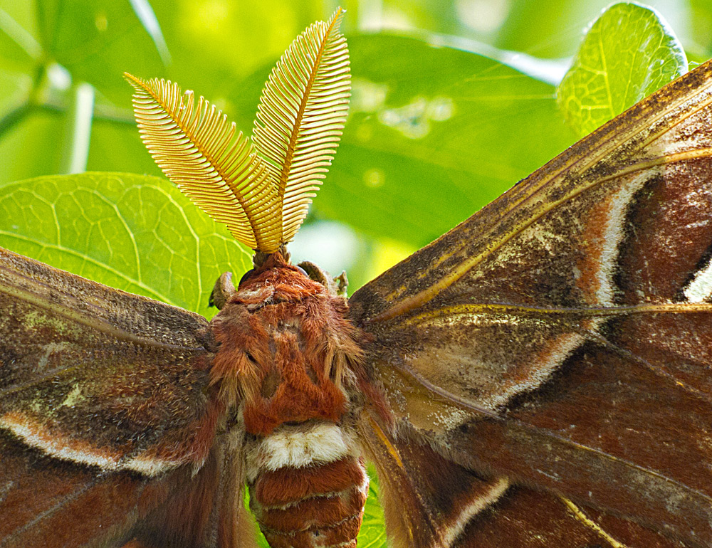 Unbekannter Falter - rund 20cm Flügelspannweite - Sri Lanka