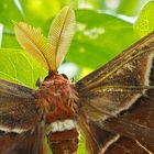 Unbekannter Falter - rund 20cm Flügelspannweite - Sri Lanka