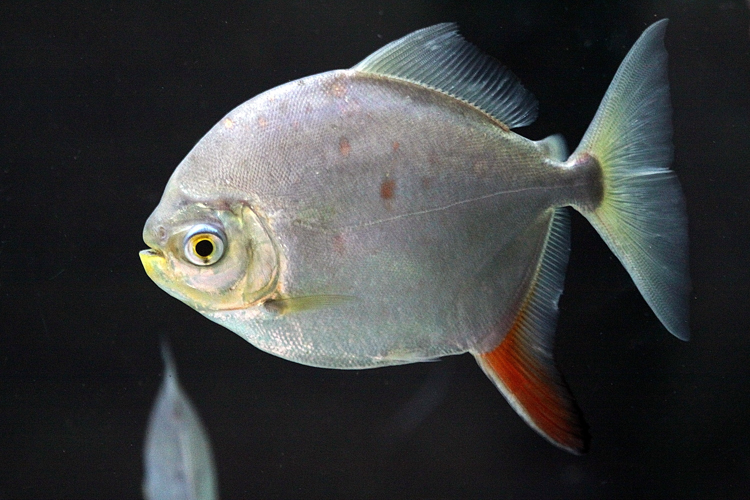 Unbekannter Fisch - namens Scheibensalmler