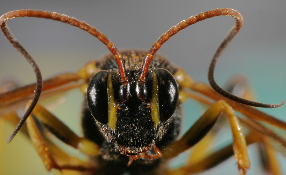 Unbekannter Flieger