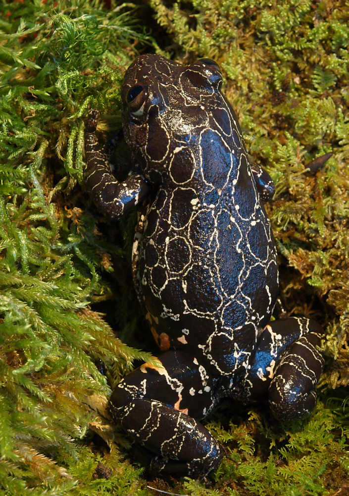 Unbekannter Frosch