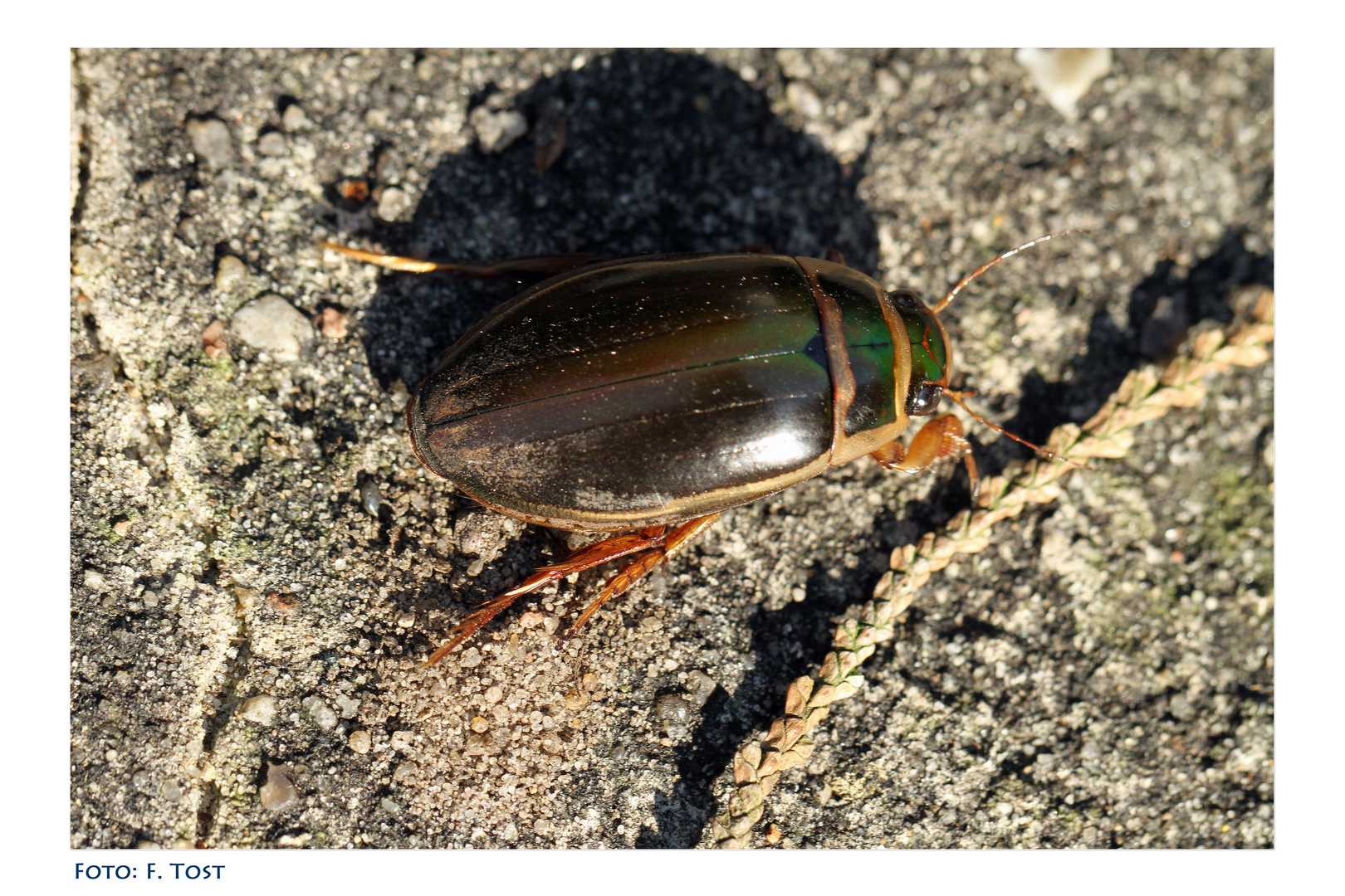 unbekannter Gartenbesucher