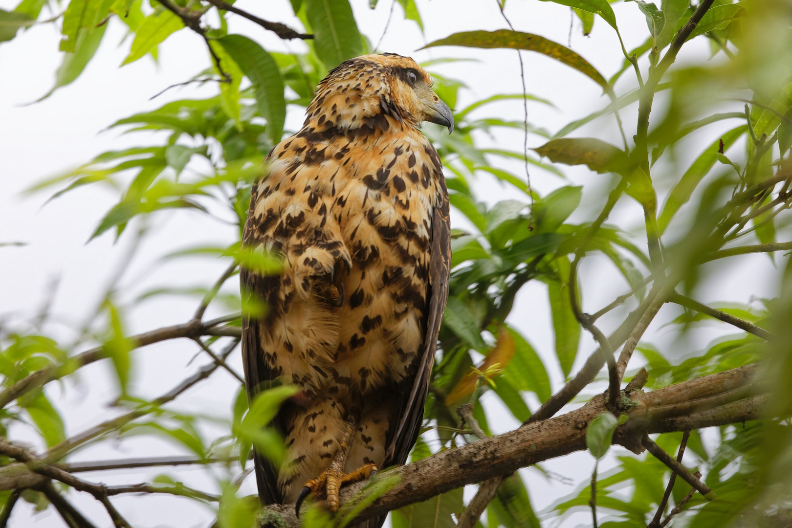 Unbekannter Greifvogel