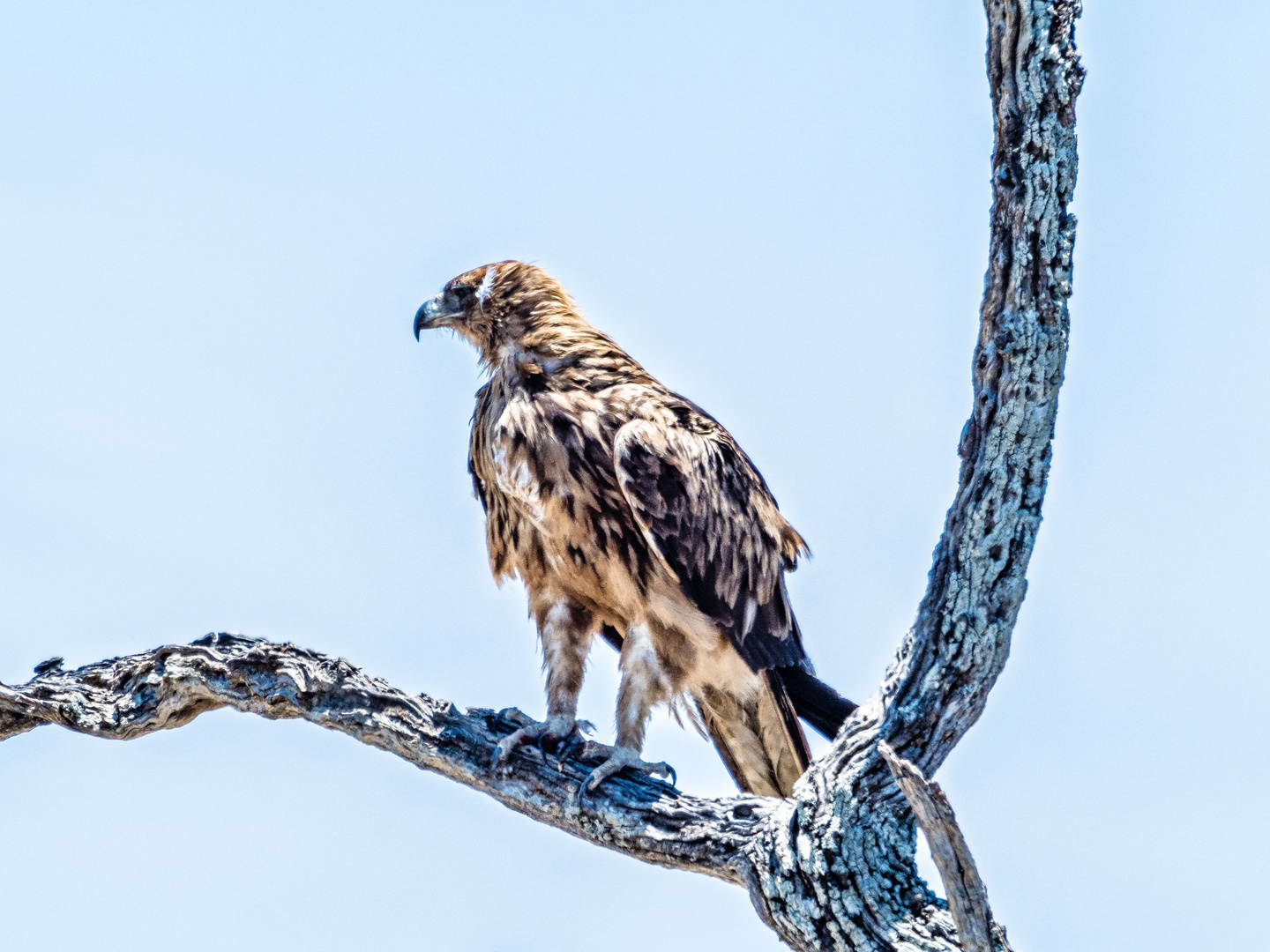 Unbekannter Greifvogel 