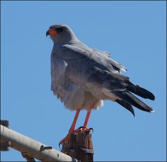 Unbekannter Greifvogel. Ein Singhabicht