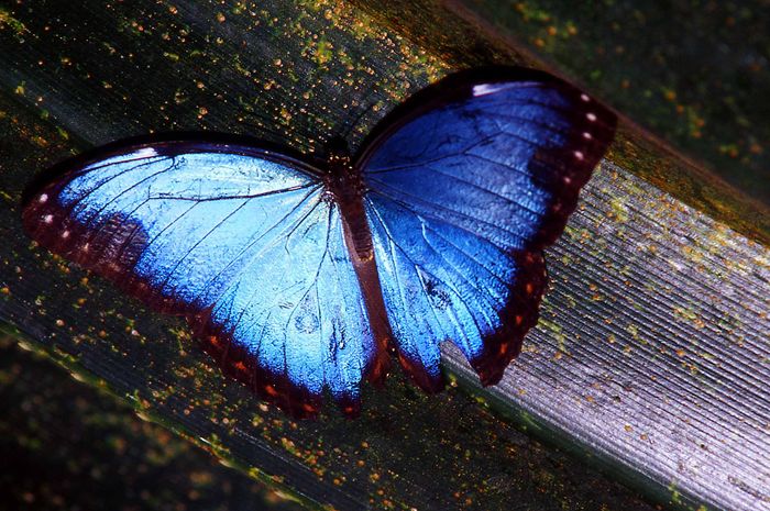 Unbekannter großer blauer Schmetterling